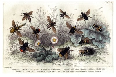 Studie verschiedener Bienen, graviert von J. Bishop von J. Stewart